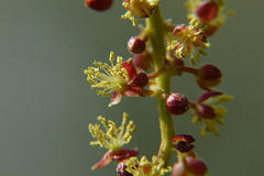 Trewia polycarpa
